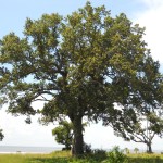 65 - Quercus virginiana - live oakjpg