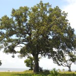 65 - Quercus virginiana - live oakjpg