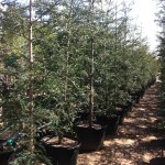 68 - Sequoia sempervirens - aptos blue