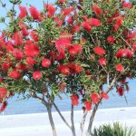 7 - Callistemon citrinus - lemon bottlebrush