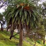 7 - Phoenix canariensis - canary island date palm