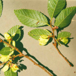 72 - Ulmus parvifolia - chinese elmjpg