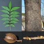 8 - Carya illinoensis - Pecan