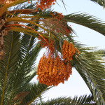 8 - Phoenix dactylifera - date palm