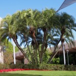 9 - Phoenix reclinata - senegal date palm