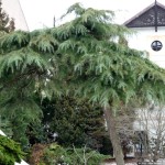 9 - cedrus deodara - Deodar Cedar