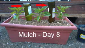 Day8---mulch