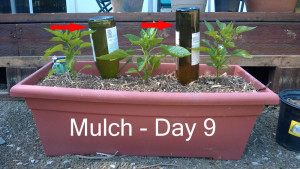 Day9---mulch