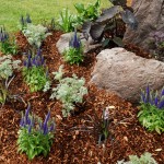 flowerbed-with-mulch