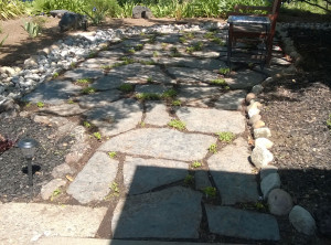 Ground cover between flagstone.