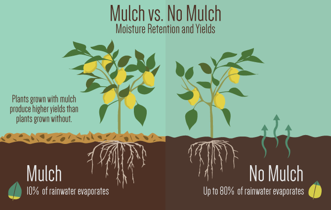mulch-much-01