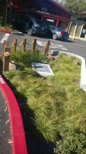 Bioswale in parking lot.