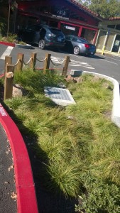 Bioswale in parking lot.