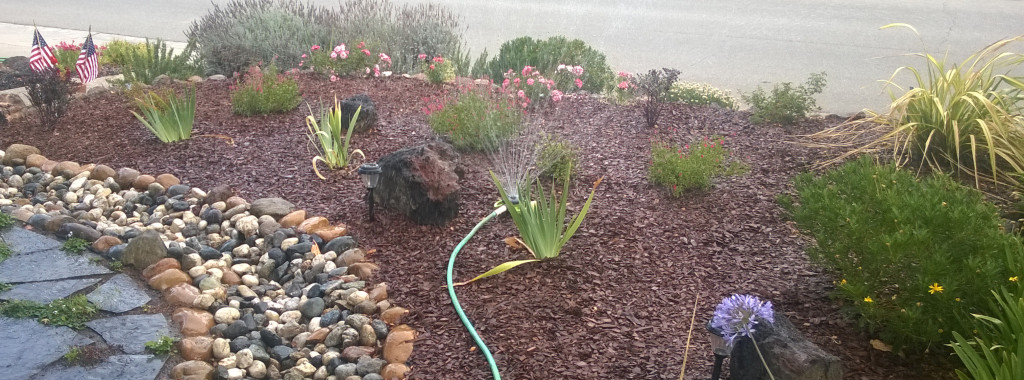 $5 lawn sprinkler watering front garden.