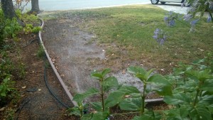 Black poly drip tubing visible along left side of lawn divider.