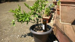 Lemon tree producing fruit in a pot. 