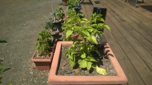 Ghost pepper plant just beginning to flower. 