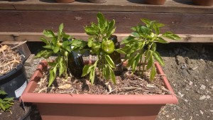 California Wonder bell peppers growing. 