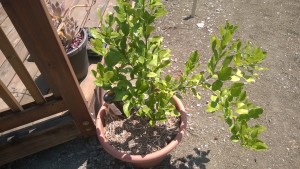 Lime tree growing better in a bigger pot. 