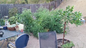 Tomato plants water with recycled water. 