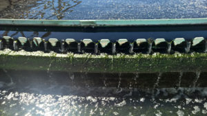 Clear water trickles over a clarifier weir.