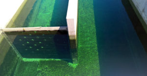 Water so clear, it looks like a swimming pool.