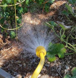 Use a wand when hand watering.