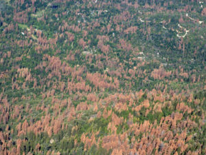 66 million dead trees. 