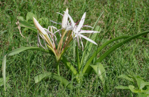 Crinum species