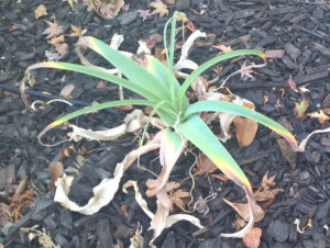 Crinum - irrigated with drinking water.