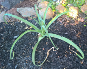 Crinum - irrigated with recycled water.