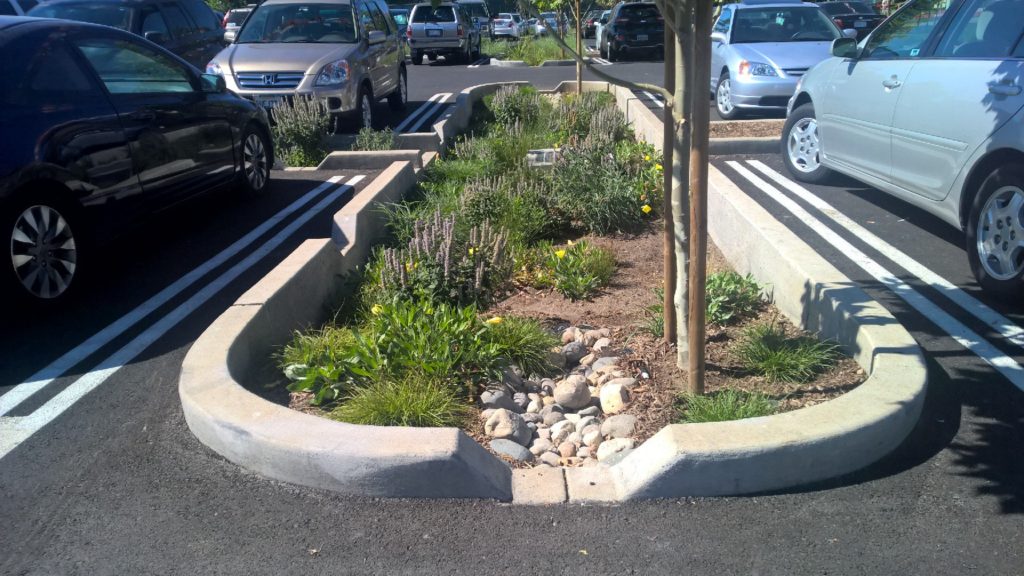 Rain garden with curb cuts in a parking lot. 