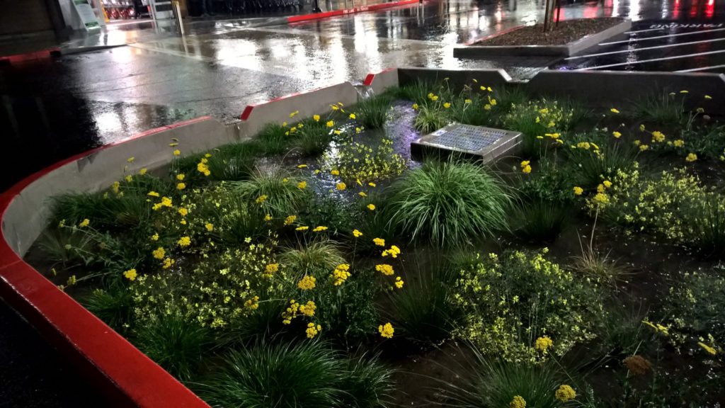 Rain garden filling up, plants loving it. 