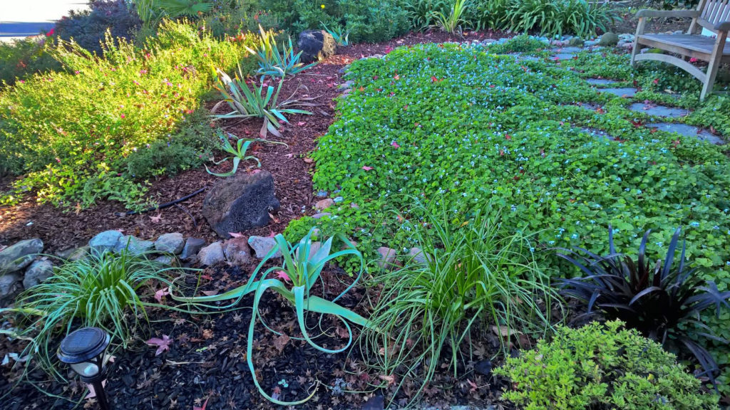 Front yard, 2016.