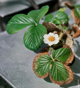 Salt build up in a strawberry plants causes brown leaves.