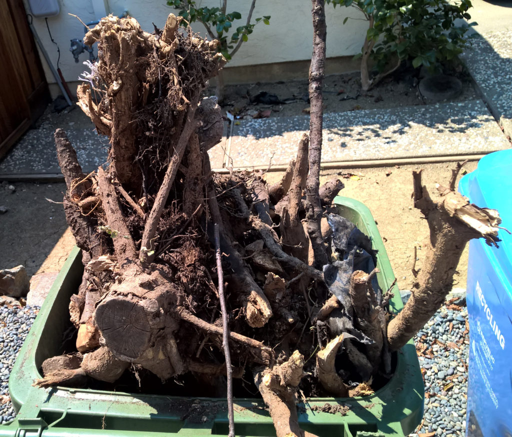 Another week of roots all piled into the green waste container.