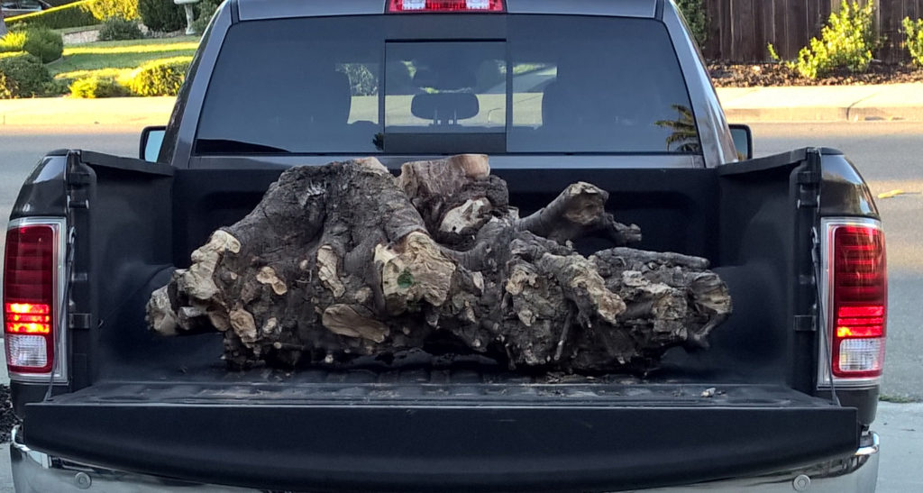 Part of birch tree stump in truck.