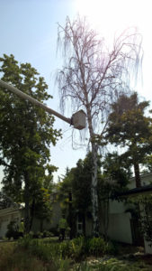 Birch tree being cut down.